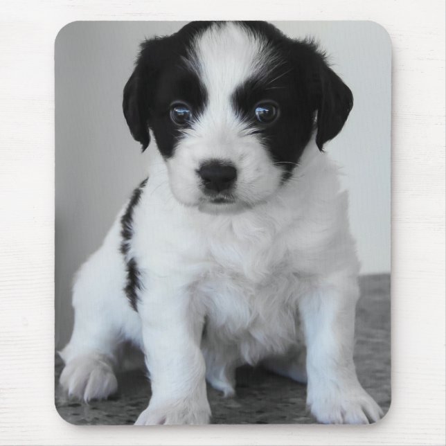 Adorable Black and White Puppy Musmatta (Framsidan)