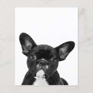 Adorable Dog Black French Bulldog Face Flygblad