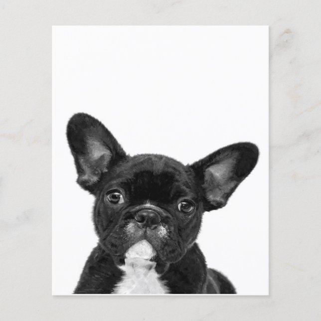Adorable Dog | Black French Bulldog Face Flygblad (Framsidan)