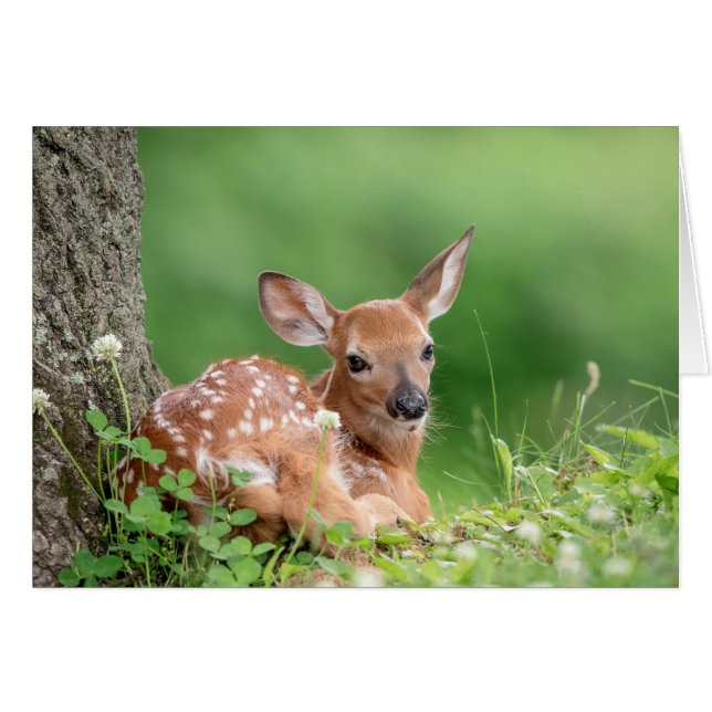 Adorable Fawn laying under a tree Hälsningskort (Framsidan Horizontal)