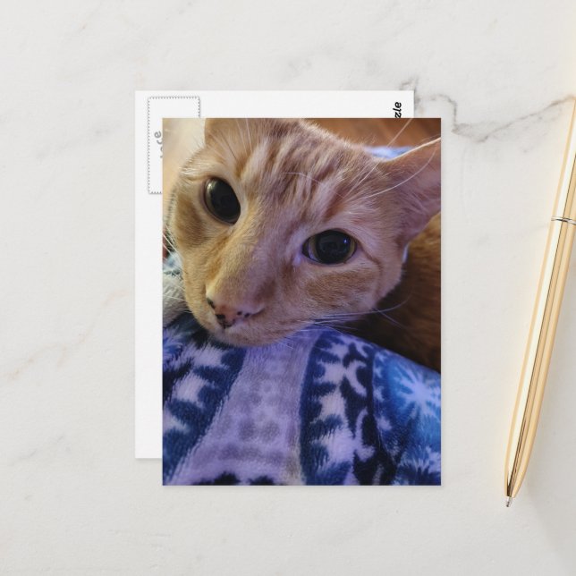 Adorable Sleepy Ginger Kitty Vykort (Fram/Back In Situ)