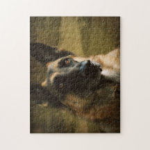 Adoroing tyskt herdefoto