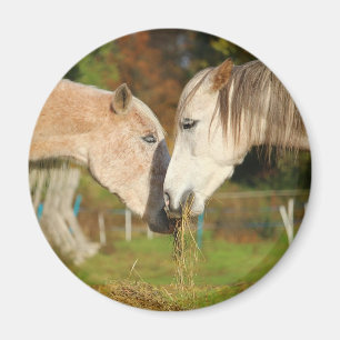Adous Cuddling Horses Eating Hay Magnet