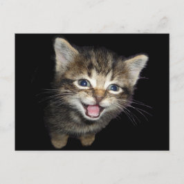 Adous Mewing Kitten Cat Vykort