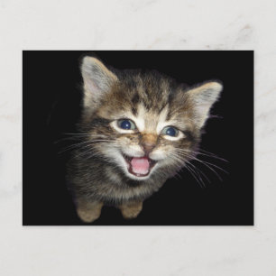 Adous Mewing Kitten Cat Vykort