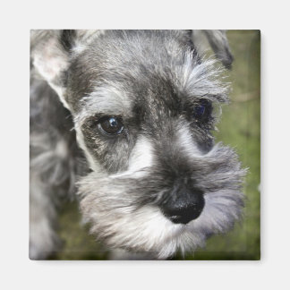 Adous Miniature Schnauzer Puppy Magnet