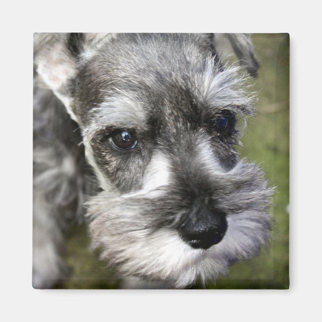 Adous Miniature Schnauzer Puppy Magnet (Framsidan)