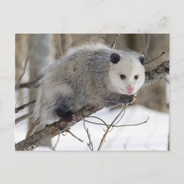 Adous Oppossum Vykort (Framsida)