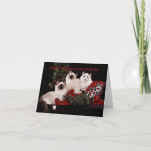 Adous Ragdoll Kitten julkort Helgkort