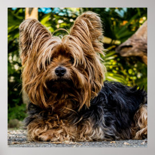AdreatYorkie Poster