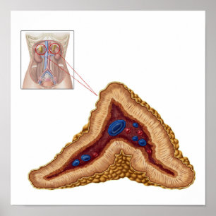 Adrenalkörtelns anatomi, tvärsnitt poster