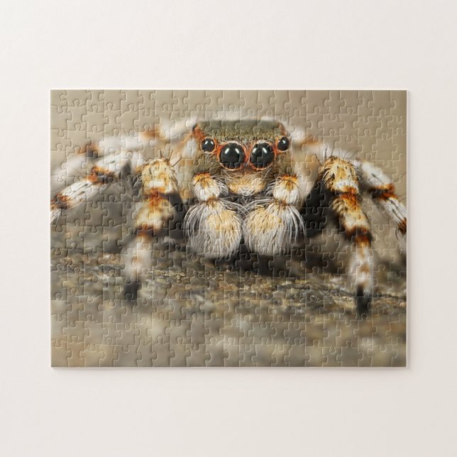 Adress Arachnid Jumping Spider Photo Puzzle Pussel (Horisontell)