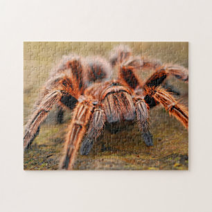 Adress Arachnid Tarantula Spider Photo Puzzle Pussel