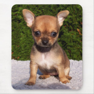 Adress Chihuahua Puppy Hund Musmatta