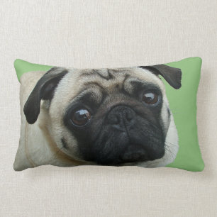 Adress Pug American MoJo Lumbar Pillows Lumbarkudde