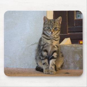 Adress Tiger Cat Baby Musmatta
