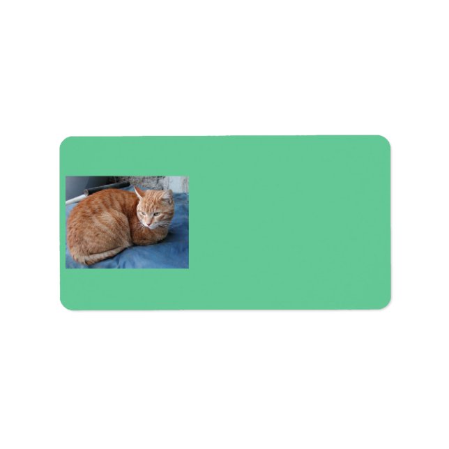 Adressetikett för Beige Cat (Framsidan)