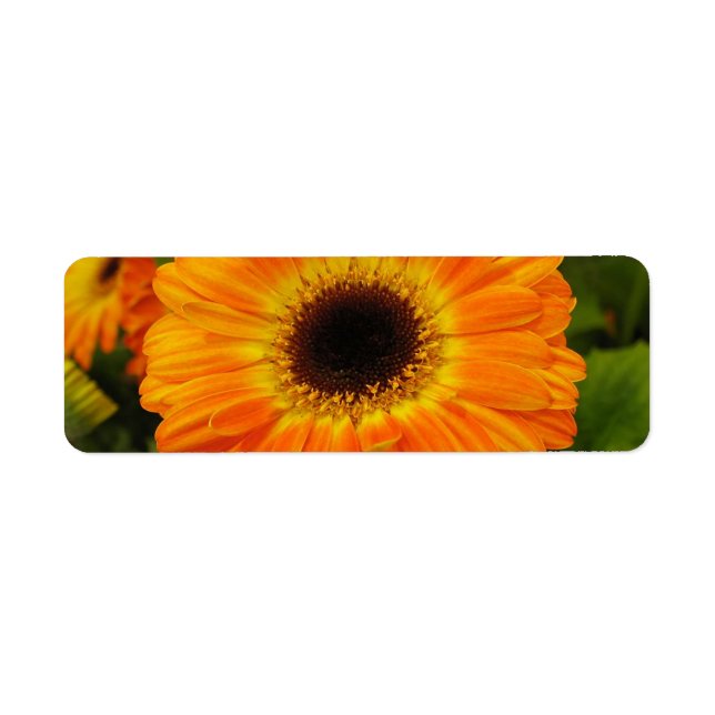 Adressetikett för orangens blomma returadress etikett (Framsidan)