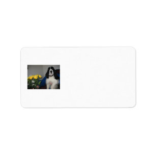 Adressetiketter för SpringerSpaniel