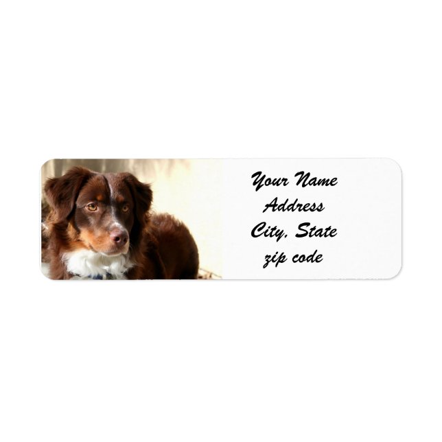 Adressetiketterna australian shepherd returadress etikett (Framsidan)