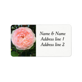 adressetiketterna rosa ros adressetikett