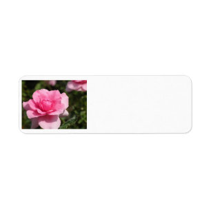 Adressetiketterna rosa ros returadress etikett