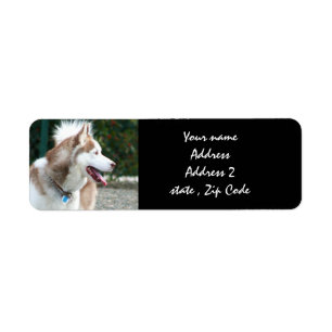 Adressetiketterna siberian husky returadress etikett