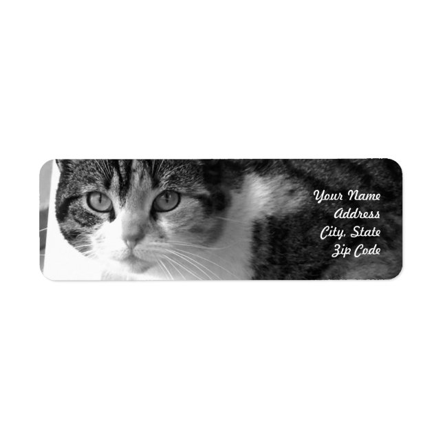 adressetiketterna tabby katt returadress etikett (Framsidan)