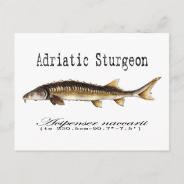Adriatic Sturgeon Item Vykort