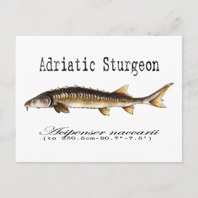 Adriatic Sturgeon Item Vykort (Framsida)