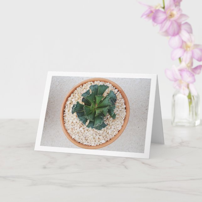 Adromischus Cristatus, Crinkle Leaf Sukkulent Kort (Orkide)