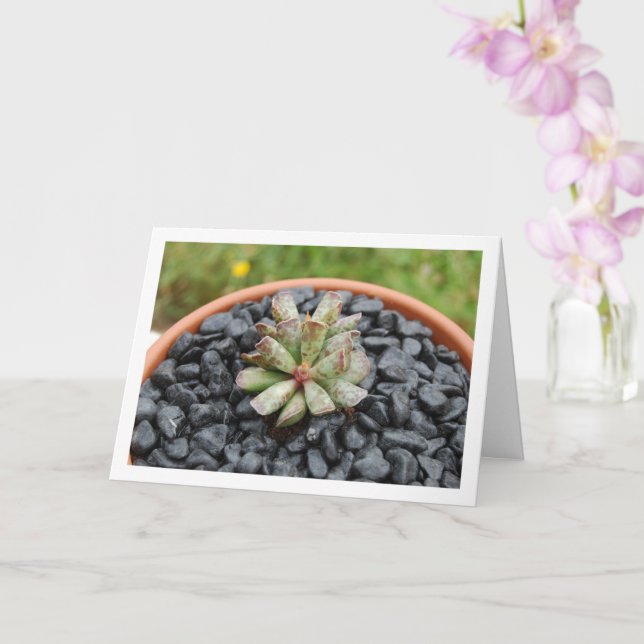 Adromischus, Sukkulent Växt i Kruka Kort (Orkide)