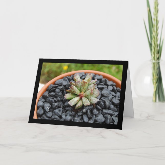 Adromischus, Sukkulent Växt Kort (Framsida)