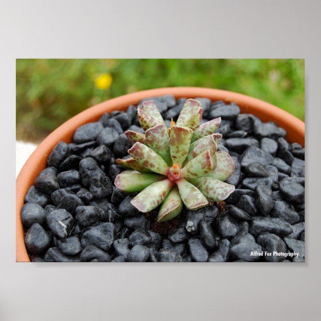 Adromischus, Sukkulent Växt Poster (Framsidan)