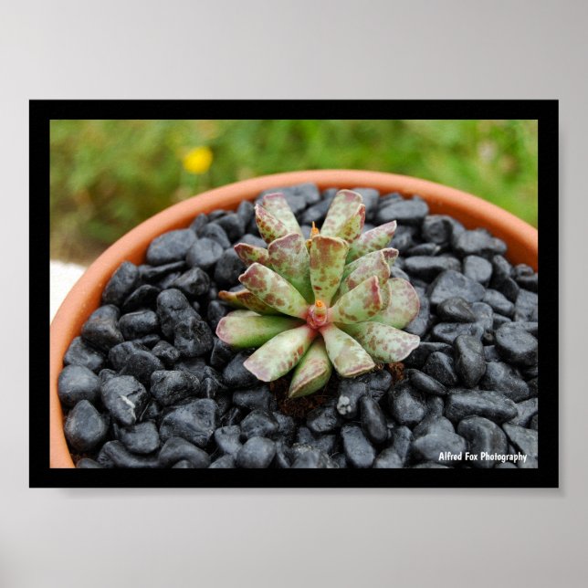 Adromischus, Sukkulent Växt Poster (Framsidan)