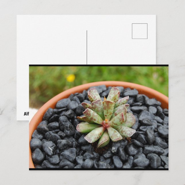Adromischus, Sukkulent Växt Vykort (Fram/baksida)