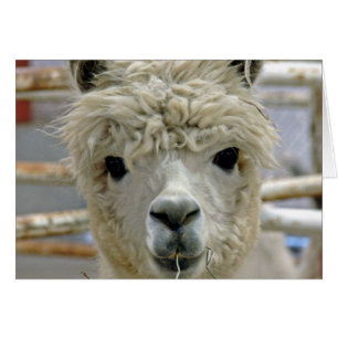 Adsible Alpaca Hälsningskort