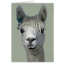 Adsible Alpaca Hälsningskort