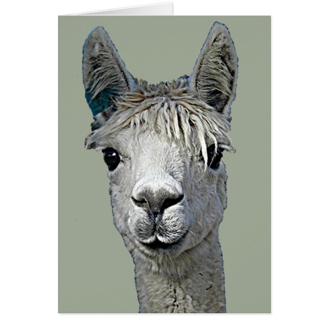 Adsible Alpaca Hälsningskort (Framsidan)