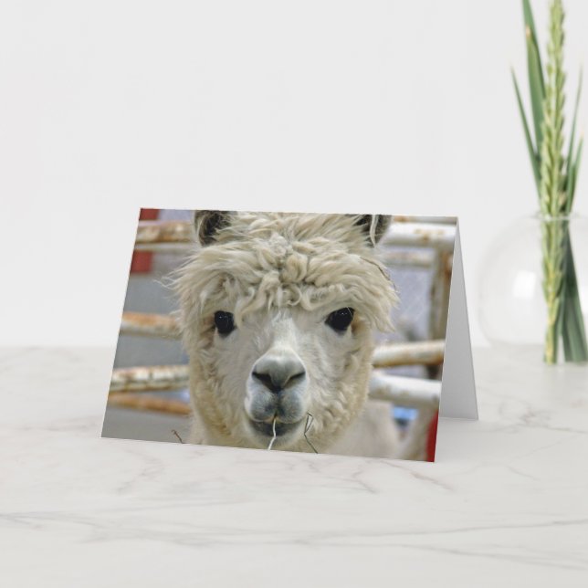 Adsible Alpaca Kort (Framsida)