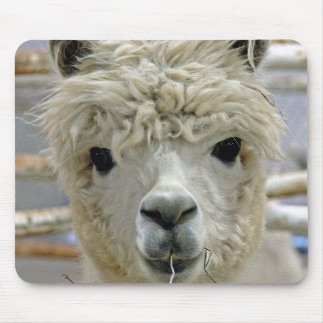 Adsible Alpaca Musmatta (Framsidan)