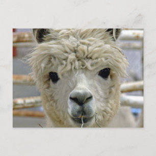 Adsible Alpaca Vykort