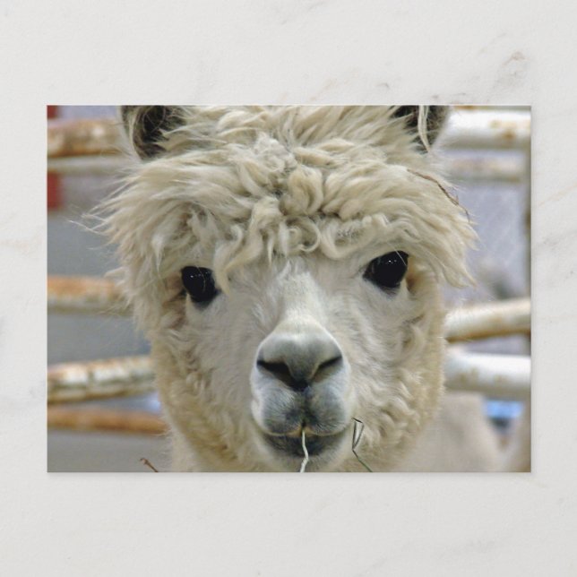 Adsible Alpaca Vykort (Framsida)