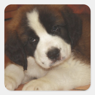 Adsible and Sweet St. Bernard Puppy Fyrkantigt Klistermärke