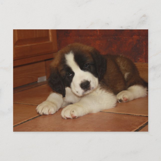 Adsible and Sweet St. Bernard Puppy Vykort (Framsida)