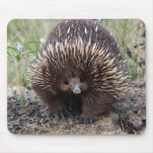 Adsible Australian Echidna Musmatta (Framsidan)