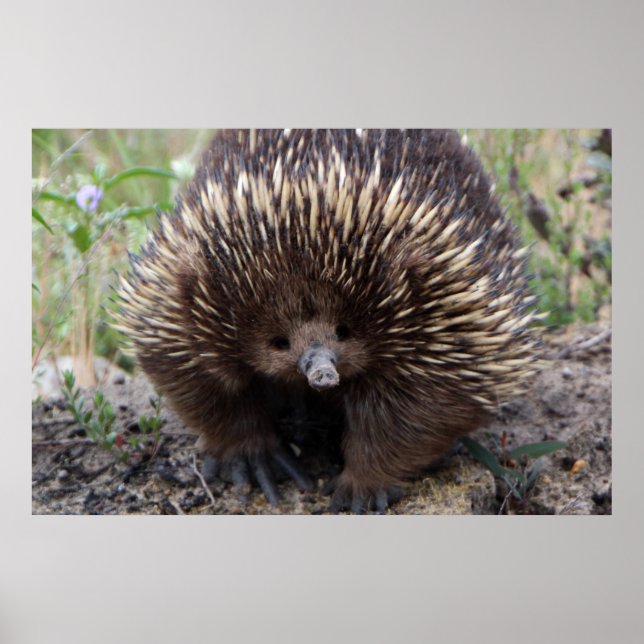 Adsible Australian Echidna Poster (Framsidan)