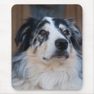 Adsible Australian shepherd Mix Close-Up Photo Musmatta