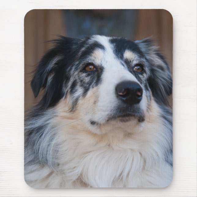 Adsible Australian shepherd Mix Close-Up Photo Musmatta (Framsidan)