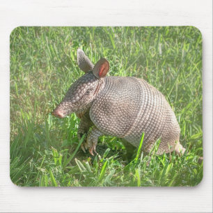 Adsible Baby Armadillo Musmatta